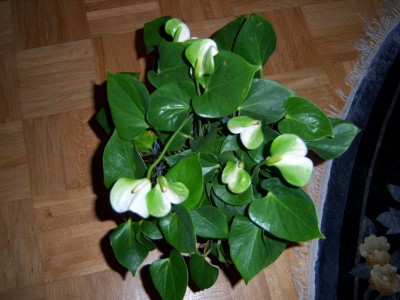 blume1.JPG