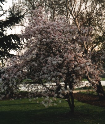 Sternmagnolie 2 - stellata rosea -.JPG