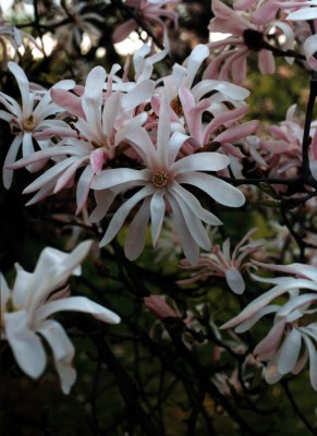 Sternmagnolie - stellata rosea -.JPG