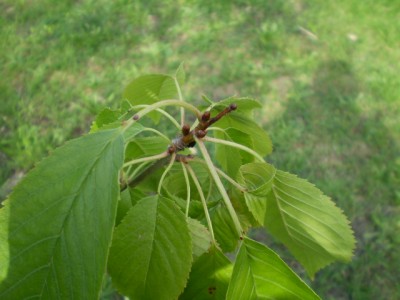 neuer Süßkirschenbaum groß.JPG