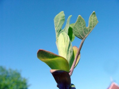 Tulpenbaum Knospe m Blättern.jpg