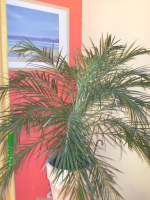 Palmen und Zimmerpflanzen 028.jpg