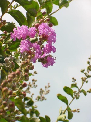 Lagerstroemia.jpg