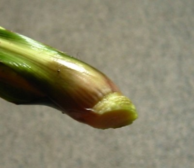 yucca2.jpg