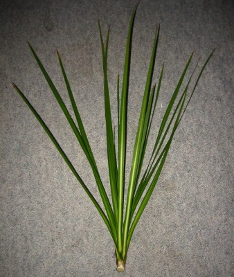 yucca1.jpg