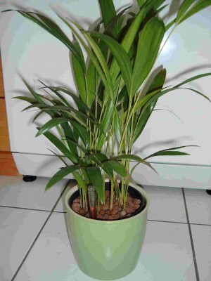 Dypsis0192.jpg