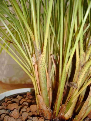 Dypsis0190.jpg