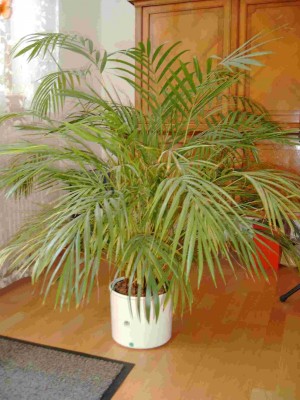 Dypsis0188.jpg