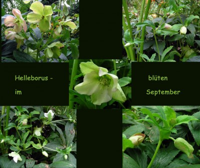 Helleborusblüten.jpg