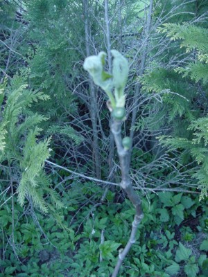 Feige mit Frucht 0407.jpg