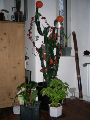 euphorbia_trigona.jpg