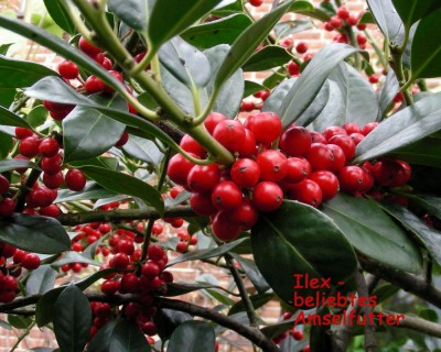 Ilex - Amselfutter w.jpg