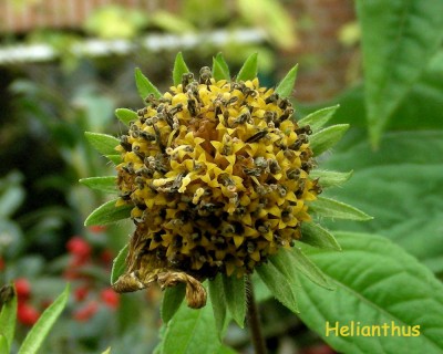 Helianthus w.jpg