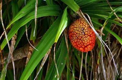 Tropische Frucht, Malediven (Medium).jpg