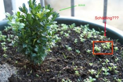 Buxus_Schaedling_1.jpg