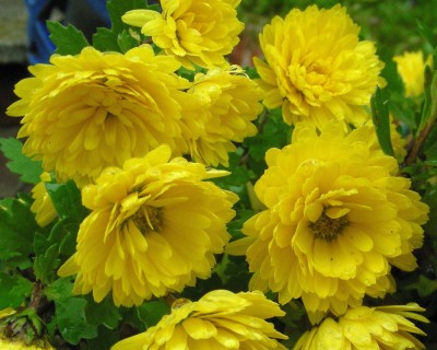 Chrysantheme w.jpg