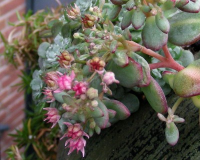 Sedum w.jpg