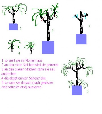 Drachenbaum-Beschneiden.jpg