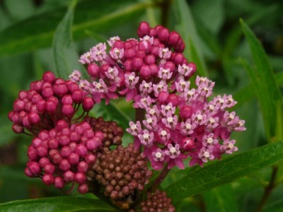 Asclepias purpurascens_245.JPG