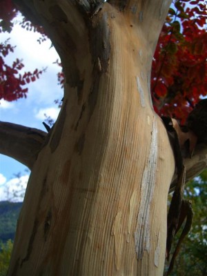 Lagerstroemia Rinde.jpg