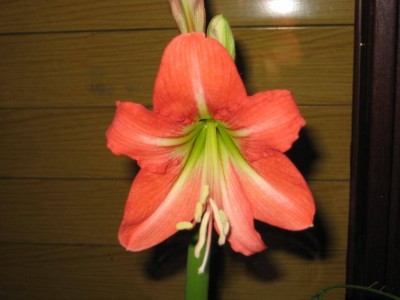 Kolibri_Amaryllis.jpg