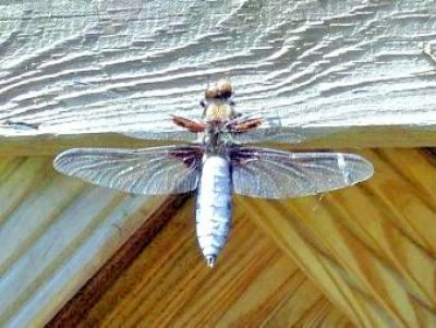 Plattbauch-Libelle - Libellula depressa - männlich.JPG