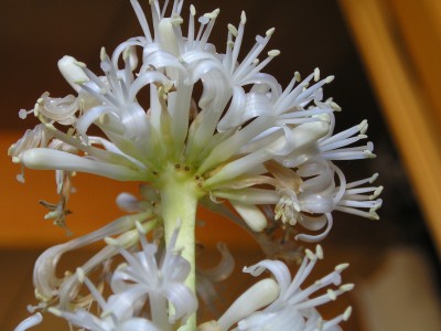 Drachenbaum Blüte_Makro_25_12_08 003.jpg