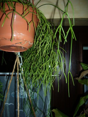 Rhipsalis&amp;Co 011.jpg