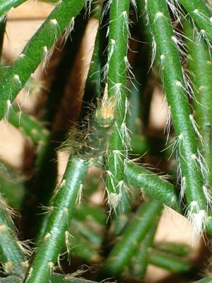 Rhipsalis&amp;Co 002.jpg