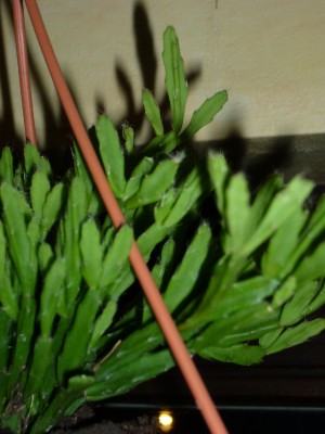 Rhipsalis&amp;Co 023.jpg