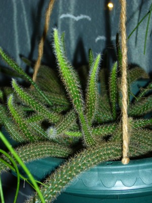 Rhipsalis&amp;Co 021.jpg