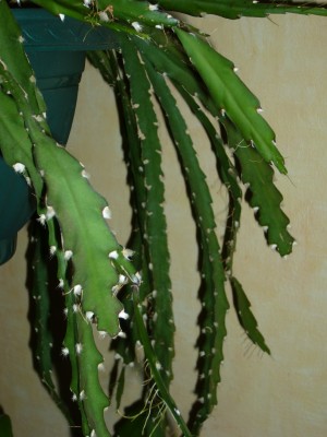 Rhipsalis&amp;Co 018.jpg