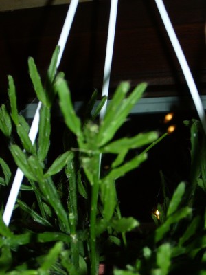 Rhipsalis&amp;Co 015.jpg