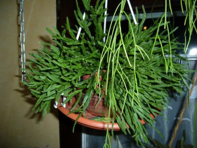 Rhipsalis&amp;Co 014.jpg