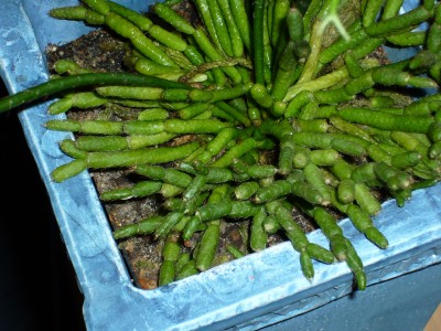 Rhipsalis&amp;Co 030.jpg