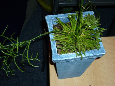 Rhipsalis&amp;Co 029.jpg