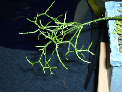 Rhipsalis&amp;Co 028.jpg