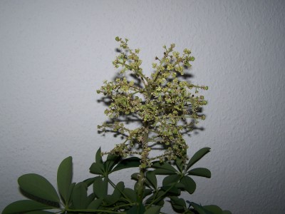 Schefflera 002a.jpg