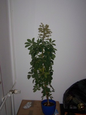 Schefflera 001 a.jpg