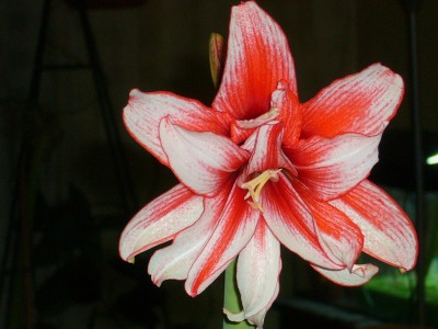 Amaryllis 048.jpg