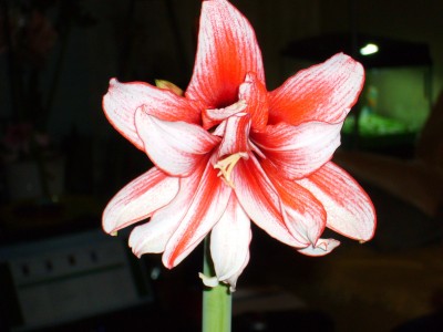 Amaryllis 047.jpg