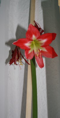 amaryllis.jpg