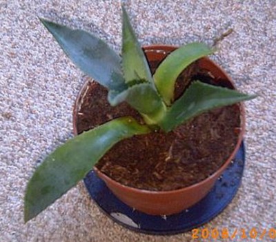 unbekannte Agave_02.jpg