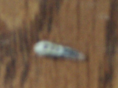 larve1.jpg
