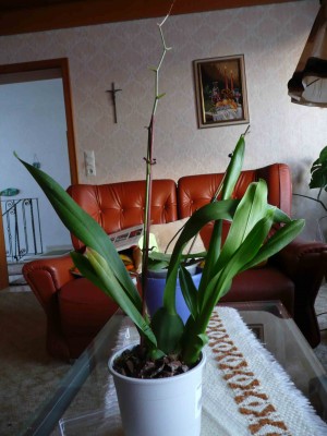 orchidee3.jpg