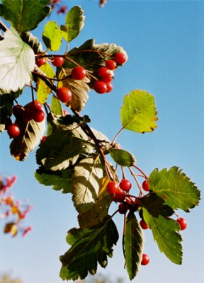 Sorbus intermedia 3.jpg