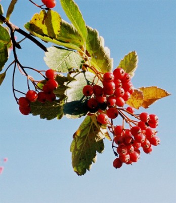 Sorbus intermedia 1.jpg