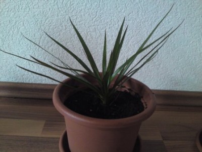 Dracaena marginata.JPG