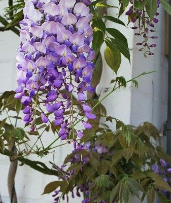 Glycine2 .jpg