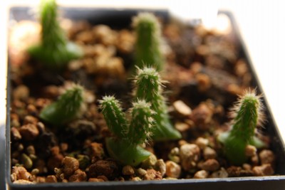 Pachycereus pringlei  17.03.2009 - 3.jpg